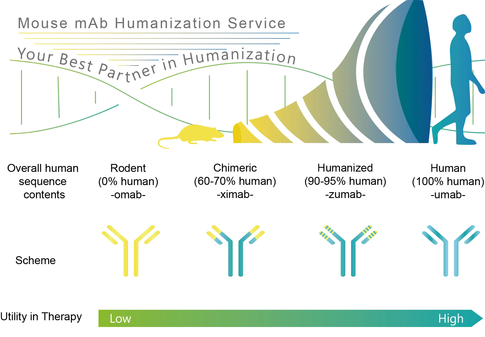 Antibody Humanization Service | Leadgene Biomedical